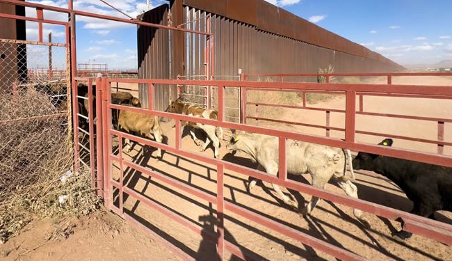 Se reactiva cruce total de ganado por frontera de Sonora