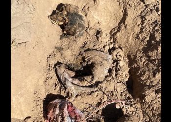 Hallan cuatro fosas clandestinas al poniente de Hermosillo