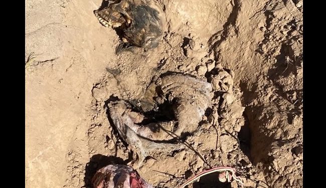 Hallan cuatro fosas clandestinas al poniente de Hermosillo