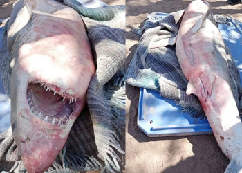 ¡Impactante captura! Pescadores de Huatabampo atrapan tiburón de tres metros