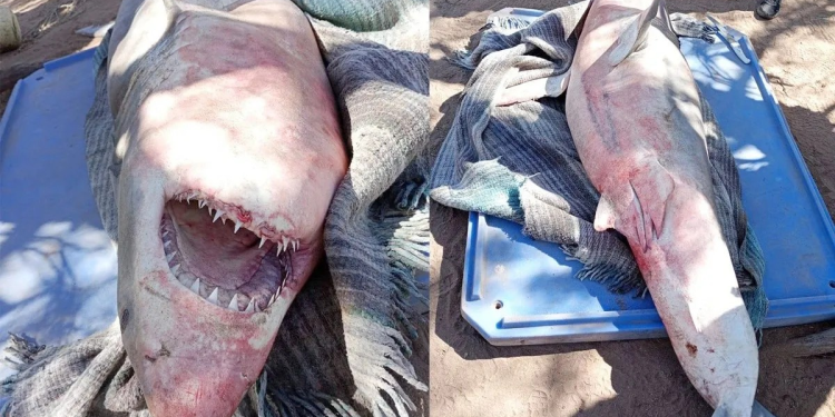 ¡Impactante captura! Pescadores de Huatabampo atrapan tiburón de tres metros