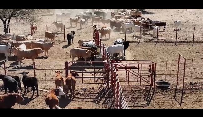 “Reabren” fronteras para la exportación de ganado sonorense tras parón de más de dos meses por presencia de gusano barrenador