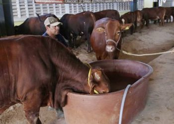 Estados Unidos permitirá a México reanudar exportaciones de ganado tras dos meses suspendidas por gusano barrenador