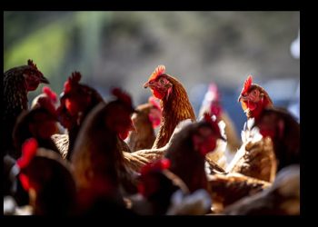 Los productores de huevos en EE UU se disparan en Bolsa por la crisis de la gripe aviar