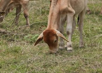 Nuevo brote de gusano barrenador del ganado en México, se trata de 4 becerros en Tabasco