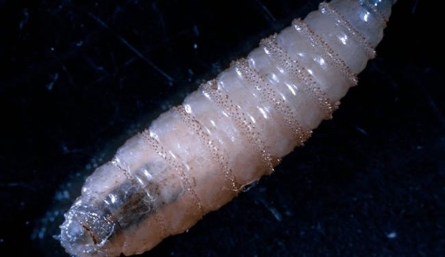 Nicaragua reporta 30 casos del gusano barrenador en humanos