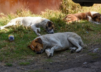 San Luis Río Colorado, Sonora: ¿Por qué lo llaman el municipio “mataperros”?