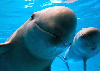 Vaquita Marina: Una lucha contra su extinción en el Mar de Cortés