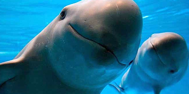 Vaquita Marina: Una lucha contra su extinción en el Mar de Cortés