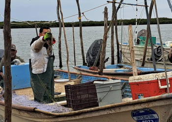Ha sido desastrosa la temporada de camarón: Pescadores de Sinaloa y Sonora