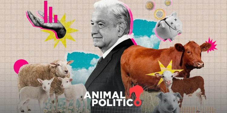 “Vaquitas del Bienestar”: el gobierno de AMLO gastó casi mil mdp en compra de ganado que se perdió