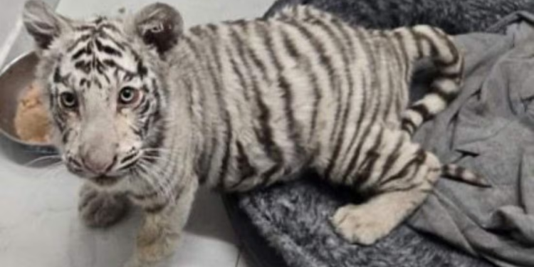 Aseguran droga, 100 mil pesos y un cachorro de tigre de bengala durante cateo en vivienda de Sonora; hay un detenido