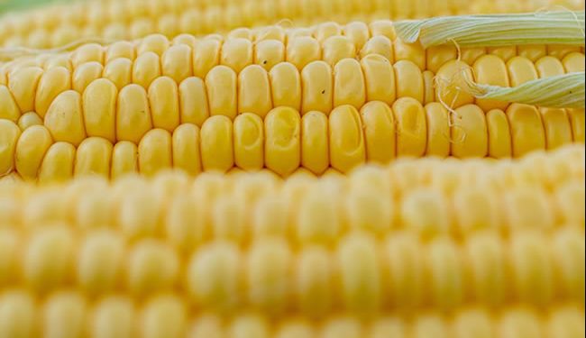 Cámara de diputados aprueba en lo general prohibición de maíz transgénico