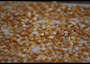 Revierten restricción a la importación del maíz transgénico; Secretaría de Economía confirma la decisión