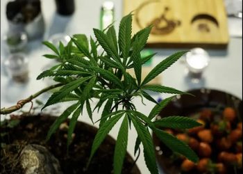Consumo frecuente de cannabis puede afectar la salud mental: IMSS
