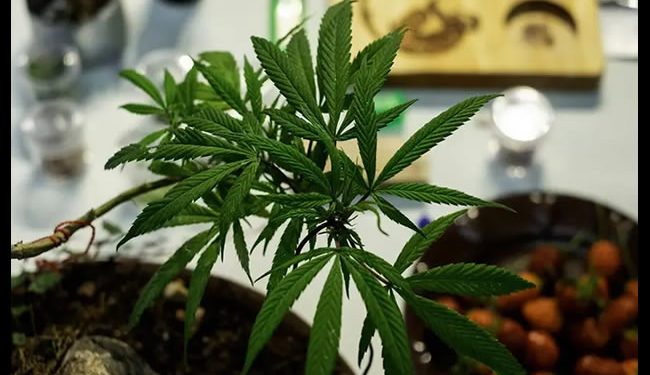 Consumo frecuente de cannabis puede afectar la salud mental: IMSS