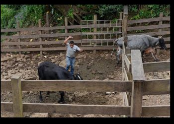 Nicaragua entorpece la lucha contra el gusano barrenador, que amenaza a México y Centroamérica