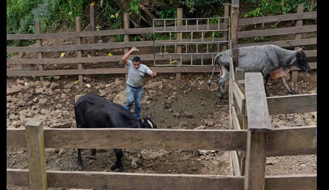 Nicaragua entorpece la lucha contra el gusano barrenador, que amenaza a México y Centroamérica
