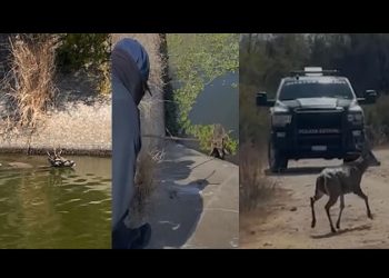 Rescatan venado que cayó a canal de agua en el municipio de Huatabmapo