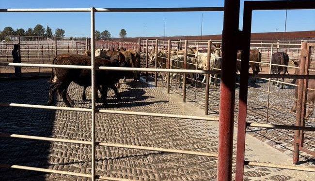 Cruza el primer lote de ganado bovino a Estados Unidos por cuarentenaria de Agua Prieta, Sonora