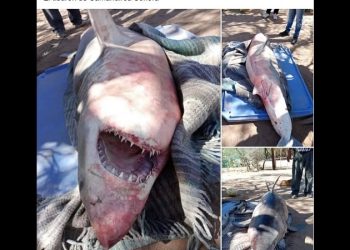Circula en redes sociales supuesta captura de un Tiburón en la comunidad pesquera de Camahuiroa, Huatabampo