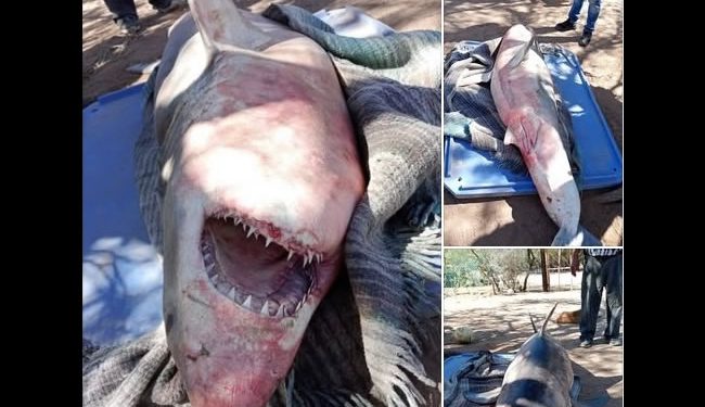 Circula en redes sociales supuesta captura de un Tiburón en la comunidad pesquera de Camahuiroa, Huatabampo