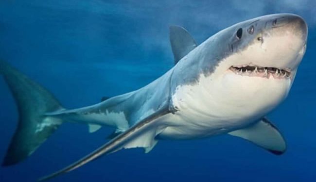 Reportan avistamiento de tiburón de 5 metros en campo pesquero de Camahuiroa, Huatabampo