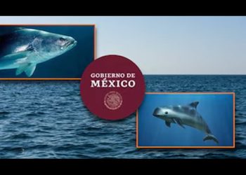 México presenta al CITES avances en la protección de la totoaba y la vaquita marina