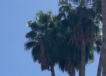 ¿Cuándo Llegará el Frente Frío No. 29 a Sonora? Traerá Fuertes Vientos