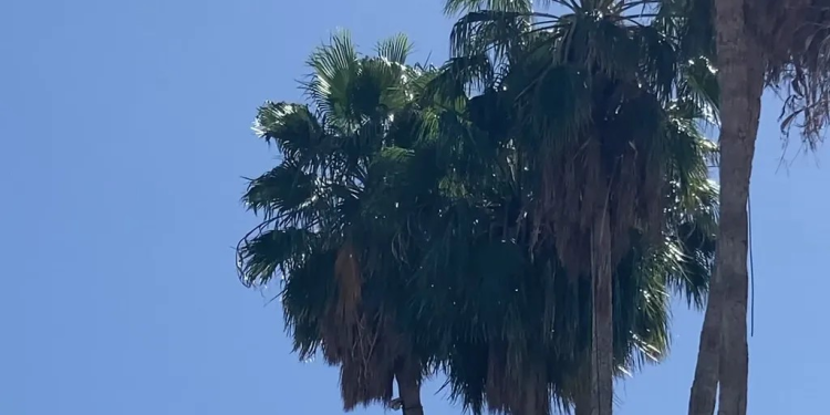 ¿Cuándo Llegará el Frente Frío No. 29 a Sonora? Traerá Fuertes Vientos