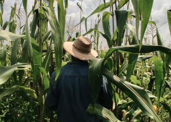Así se desató el robo de trigo, maíz y soya en el tren que pasa por Sonora y Sinaloa