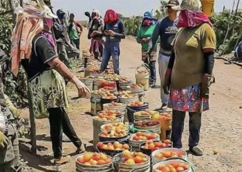 Detienen a 32 jornaleros en Sonora tras ser engañados con empleo falso