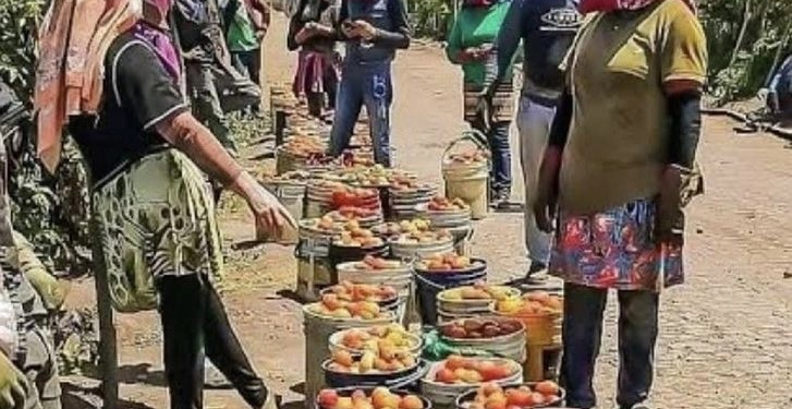 Detienen a 32 jornaleros en Sonora tras ser engañados con empleo falso