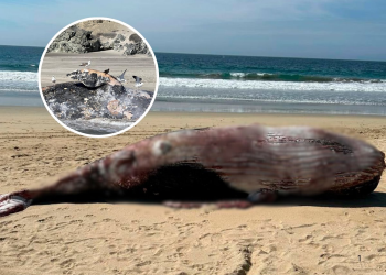 Disminuyen un 90% los nacimientos de ballena gris en santuarios de BCS