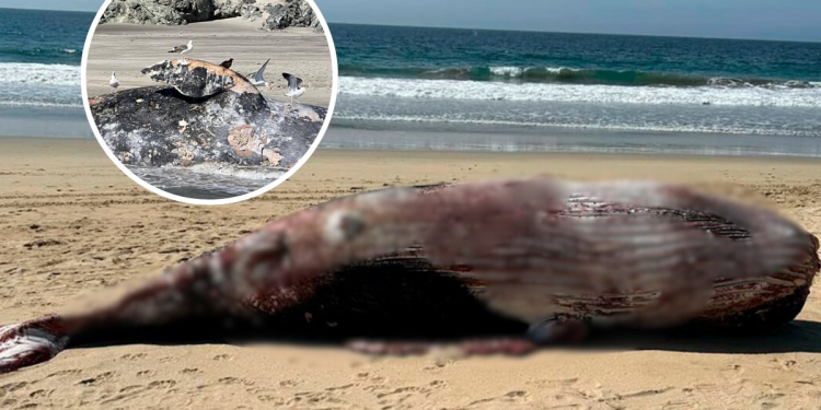 Disminuyen un 90% los nacimientos de ballena gris en santuarios de BCS