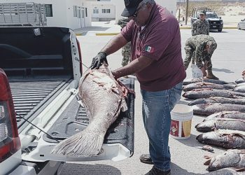 El camino contra la pesca ilegal de totoaba