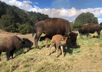 De 45 a 17: La alarmante disminución de bisontes en Jagüey de Ferniza, en Saltillo
