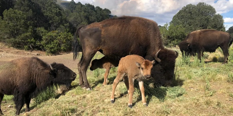 De 45 a 17: La alarmante disminución de bisontes en Jagüey de Ferniza, en Saltillo