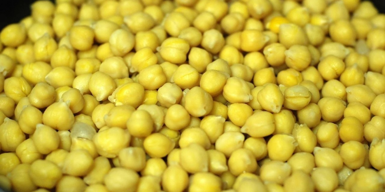 Comercializadores no respetan precio pactado del garbanzo sinaloense para exportación, denuncian campesinos