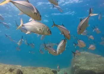 Refugios pesqueros en el Golfo de México: cómo operan y combaten la pesca furtiva
