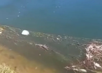 Mueren 250 Tortugas Atrapadas en Redes de Pesca en Canal de Riego de Cajeme