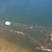 Mueren 250 Tortugas Atrapadas en Redes de Pesca en Canal de Riego de Cajeme