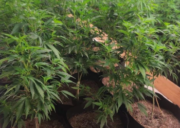 Aseguran invernadero de marihuana en comunidad indígena de Hermosillo, no se reportan detenidos