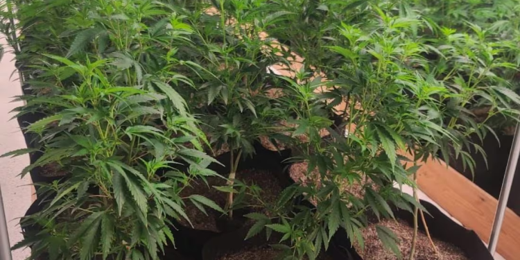 Aseguran invernadero de marihuana en comunidad indígena de Hermosillo, no se reportan detenidos