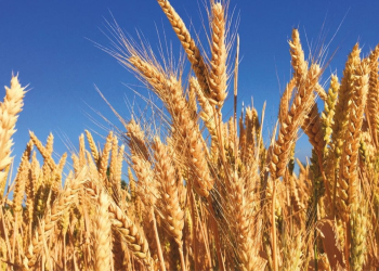 Valle del Yaqui en Sonora enfrenta su peor crisis en décadas: Nexus Agronegocios