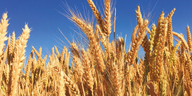 Valle del Yaqui en Sonora enfrenta su peor crisis en décadas: Nexus Agronegocios