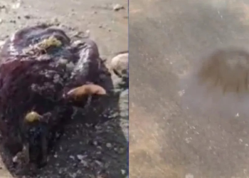 ¿Qué Debes Hacer si te Pica Una Aguamala? Esto se Sabe