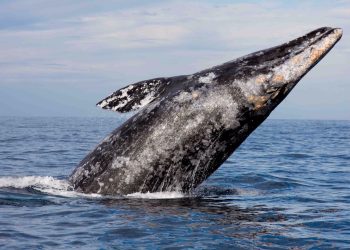 Profepa y CONANP liberan ballena gris atrapada en redes de pesca en La Paz