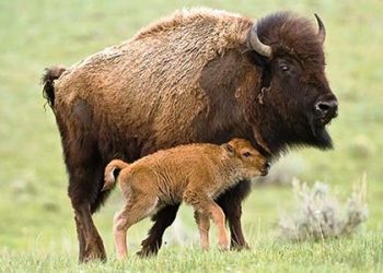 Bisontes americanos regresan a México tras un siglo de ausencia