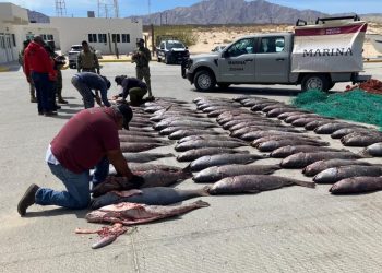 Semar Asegura 100 Ejemplares de Pez Totoaba, Especie en Peligro de Extinción, en BCS